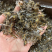 蜻蜓中药材蜻蜓干货绿蜻蜓药用蜻蜓正品诚信经营