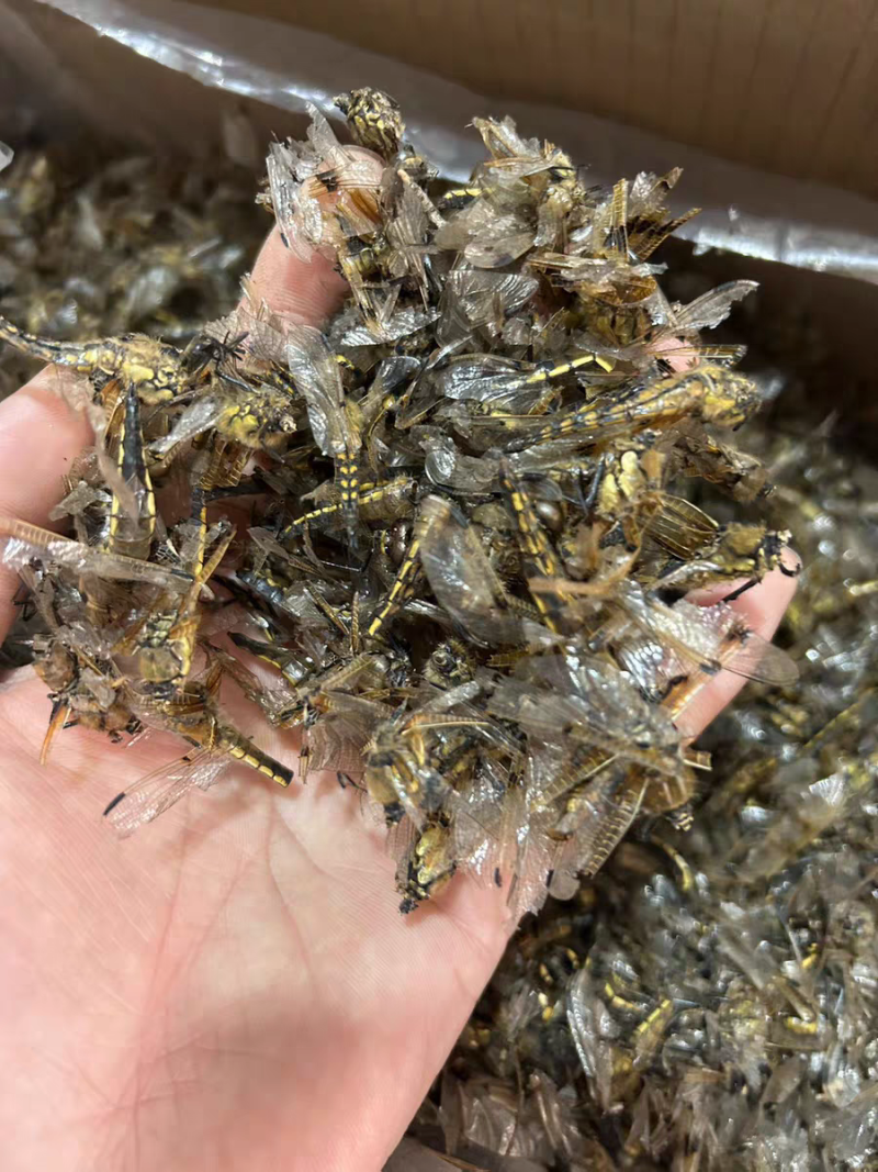 蜻蜓中药材蜻蜓干货绿蜻蜓药用蜻蜓正品诚信经营