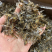 蜻蜓中药材蜻蜓干货绿蜻蜓药用蜻蜓正品诚信经营