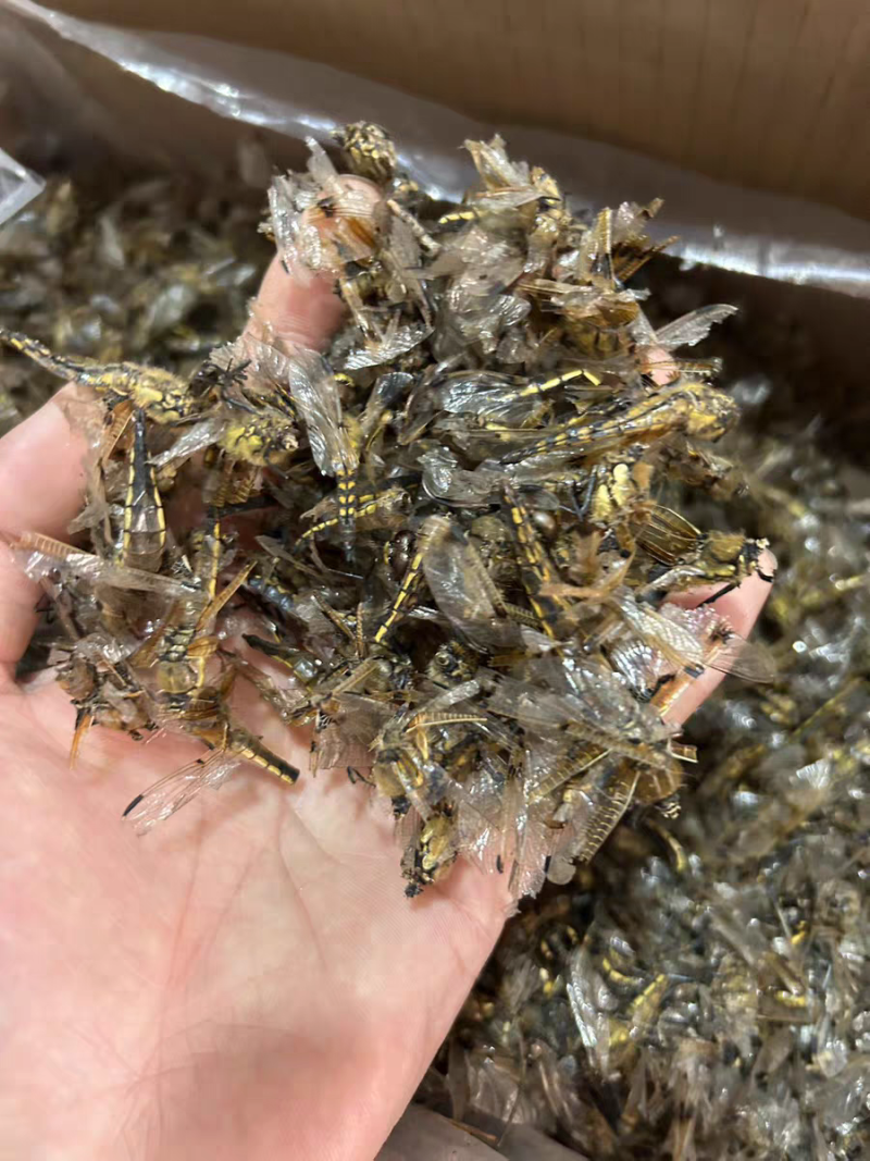 蜻蜓中药材蜻蜓干货绿蜻蜓药用蜻蜓正品诚信经营