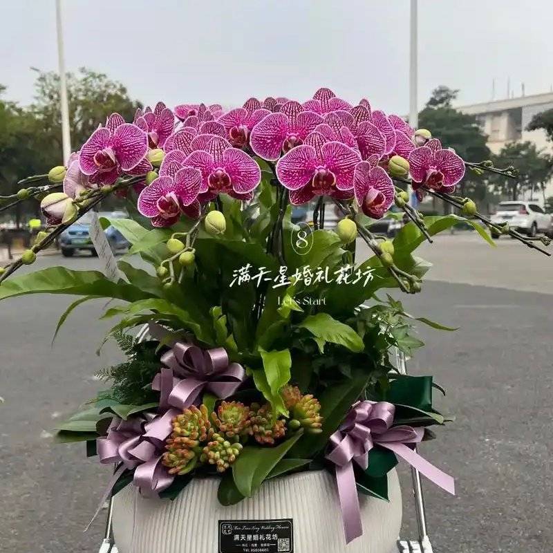 蝴蝶兰法国斑