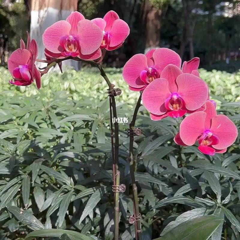 蝴蝶兰金苹果