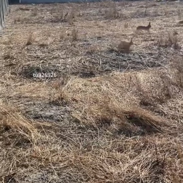 野兔