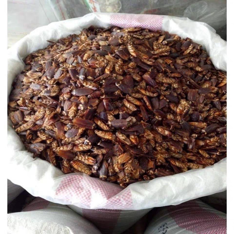 蟑螂中药材蟑螂虫干货精选品质保质保量诚信经营批发