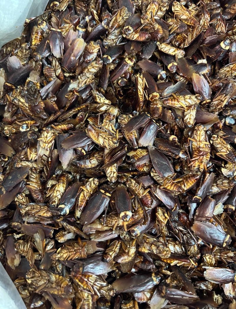 蟑螂中药材蟑螂虫干货精选品质保质保量诚信经营批发