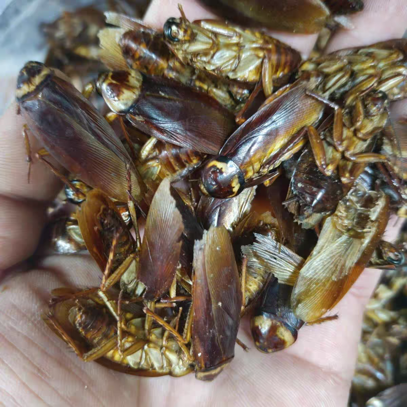 蟑螂中药材蟑螂虫干货精选品质保质保量诚信经营批发