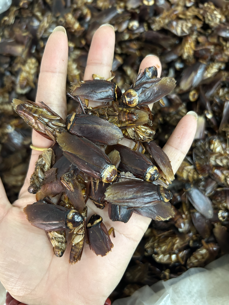 蟑螂中药材蟑螂虫干货精选品质保质保量诚信经营批发