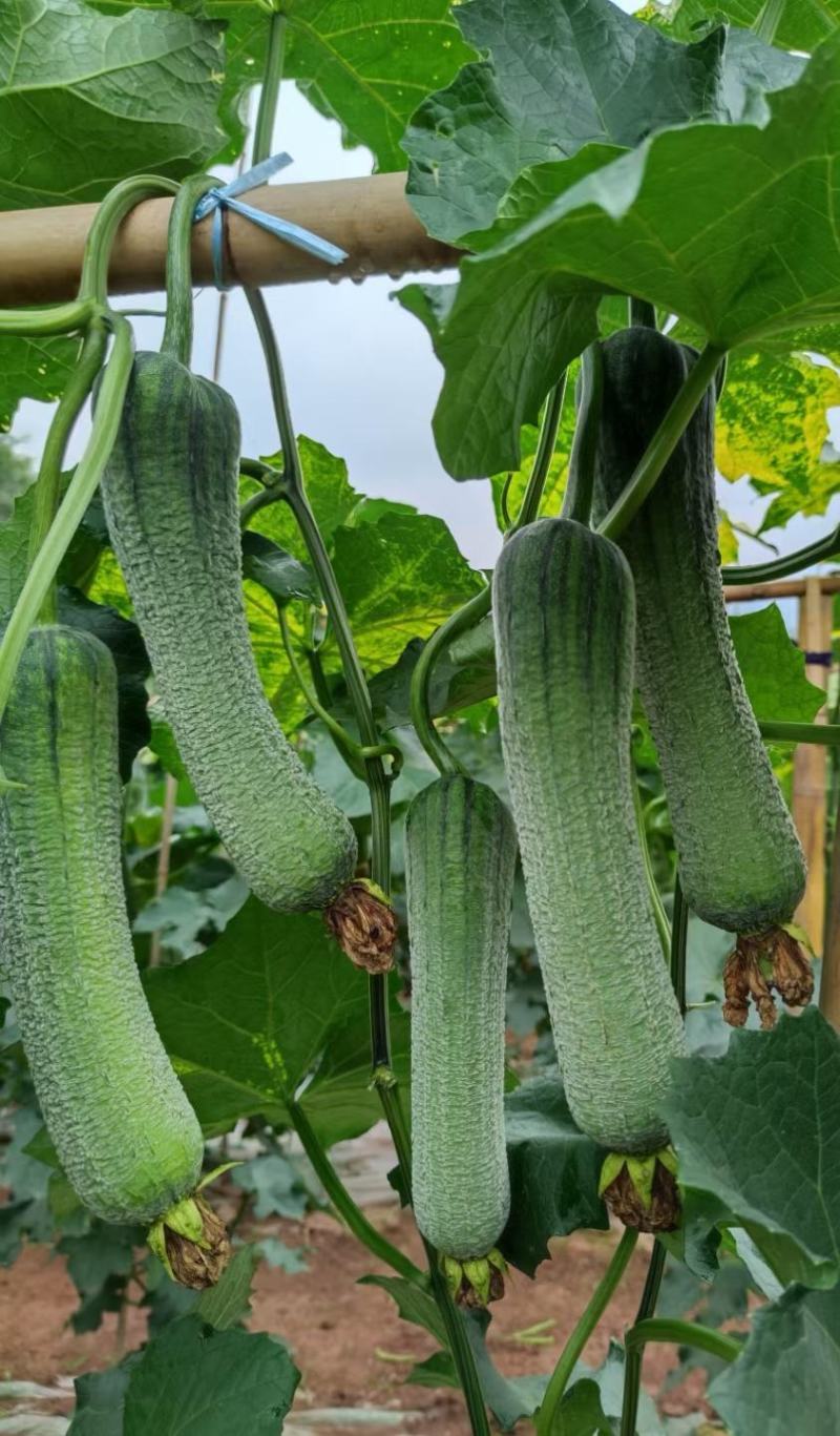 蓉香皱皮丝瓜种子早熟清香肉丝瓜籽种子春秋种植田园庭院蔬菜