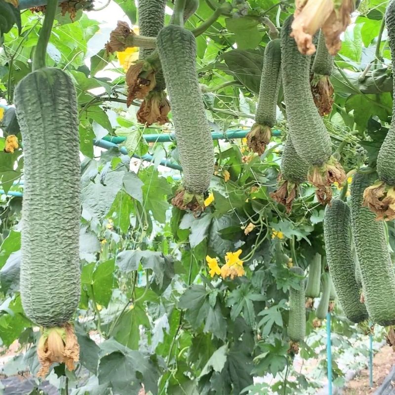 蓉香皱皮丝瓜种子早熟清香肉丝瓜籽种子春秋种植田园庭院蔬菜
