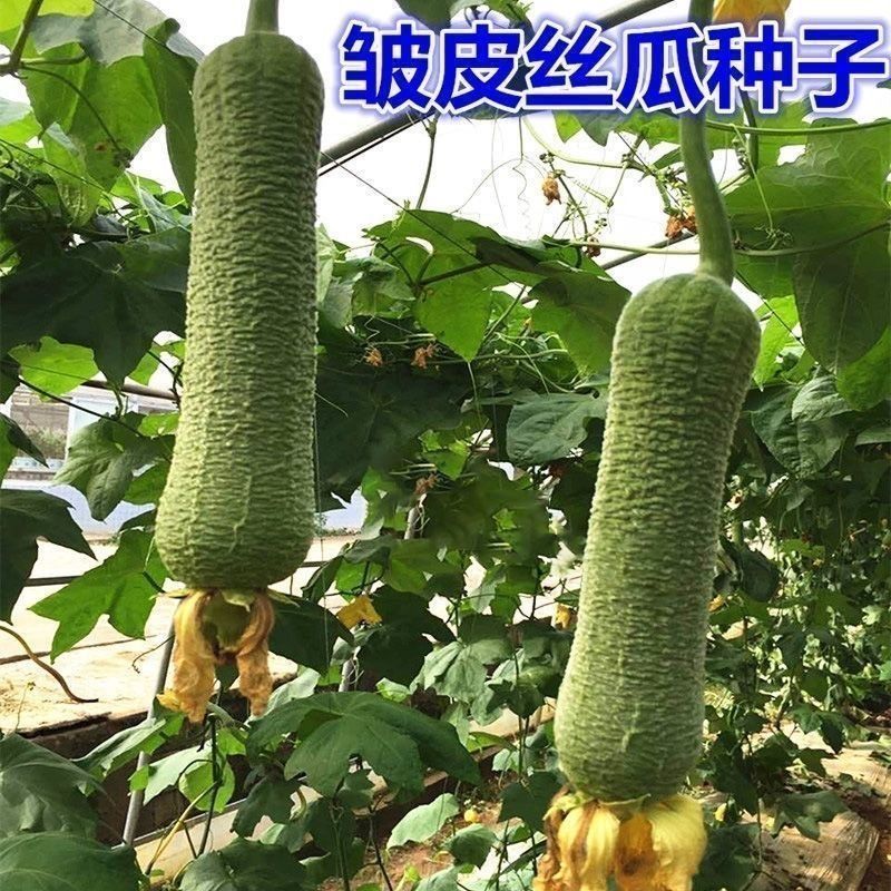 蓉香皱皮丝瓜种子早熟清香肉丝瓜籽种子春秋种植田园庭院蔬菜