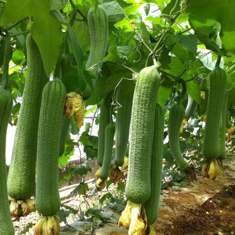 蓉香皱皮丝瓜种子早熟清香肉丝瓜籽种子春秋种植田园庭院蔬菜