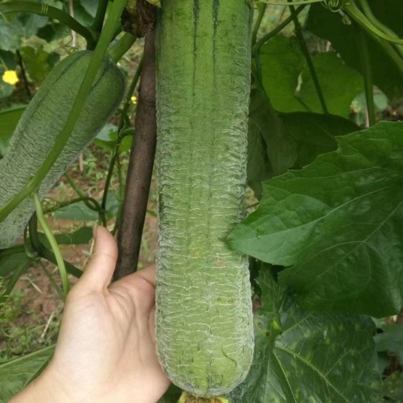 蓉香皱皮丝瓜种子早熟清香肉丝瓜籽种子春秋种植田园庭院蔬菜