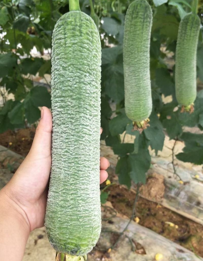 蓉香皱皮丝瓜种子早熟清香肉丝瓜籽种子春秋种植田园庭院蔬菜