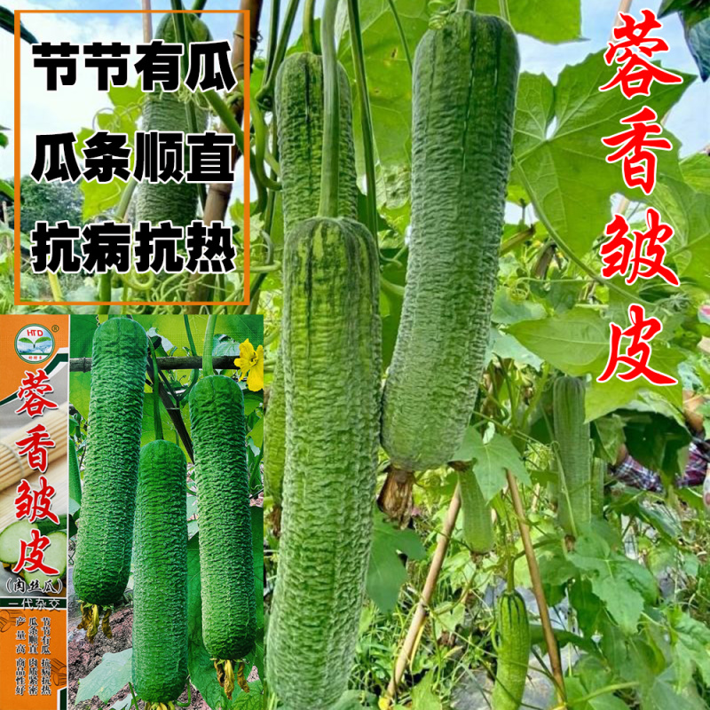 蓉香皱皮丝瓜种子早熟清香肉丝瓜籽种子春秋种植田园庭院蔬菜