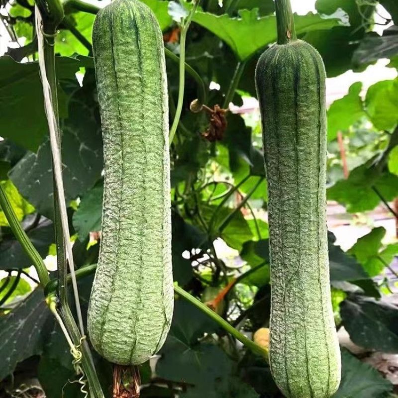 蓉香皱皮丝瓜种子早熟清香肉丝瓜籽种子春秋种植田园庭院蔬菜