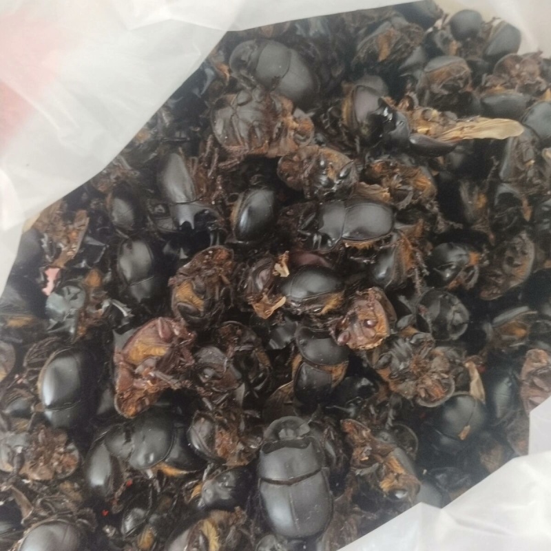 中药材大将军新货无硫清水屎壳郎蜣螂虫干净无杂质大货