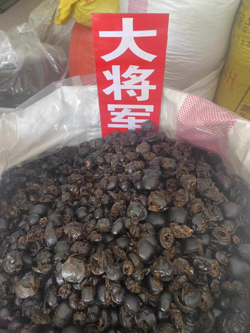 中药材大将军新货无硫清水屎壳郎蜣螂虫干净无杂质大货