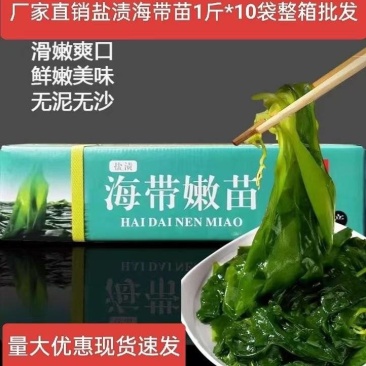 海带苗霞浦海带嫩苗火锅料凉拌海带苗非常嫩