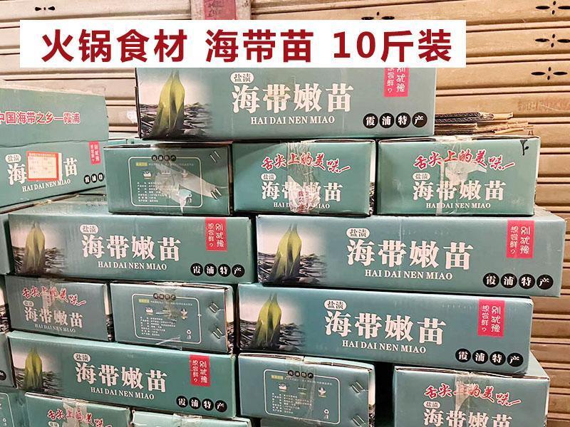 海带苗霞浦海带嫩苗火锅料凉拌海带苗非常嫩
