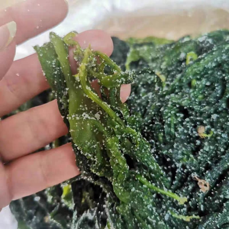 海带苗霞浦海带嫩苗火锅料凉拌海带苗非常嫩