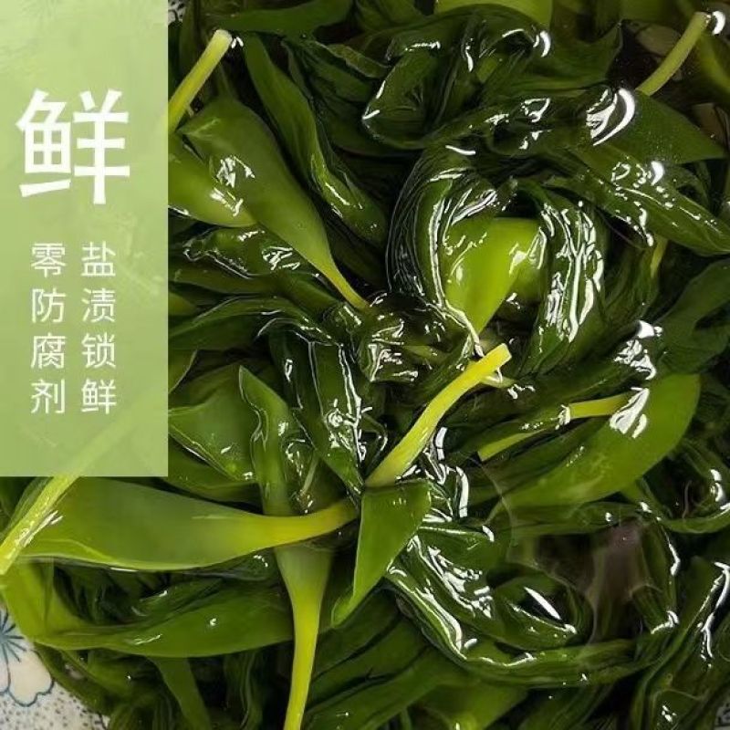 海带苗霞浦海带嫩苗火锅料凉拌海带苗非常嫩