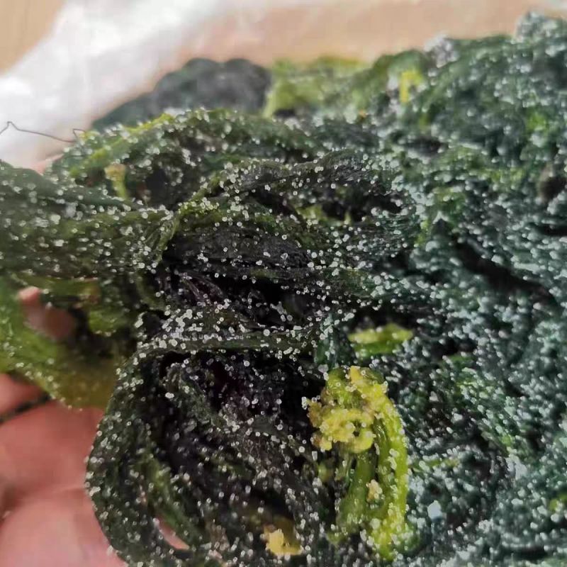 海带苗霞浦海带嫩苗火锅料凉拌海带苗非常嫩