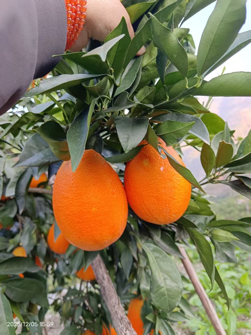 【大量上市】长虹脐橙湖北橙子海量货源量大从优一手货源