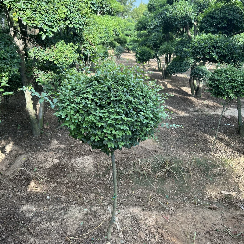 小叶女贞树苗金叶女贞小苗庭院别墅四季常青球形绿篱南北方种