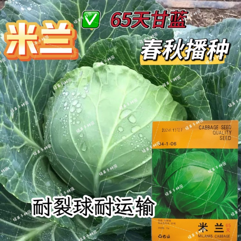 米兰绿甘蓝种子抗病抗旱春秋播种原装甘蓝种子