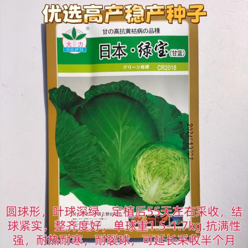 米兰绿甘蓝种子抗病抗旱春秋播种原装甘蓝种子