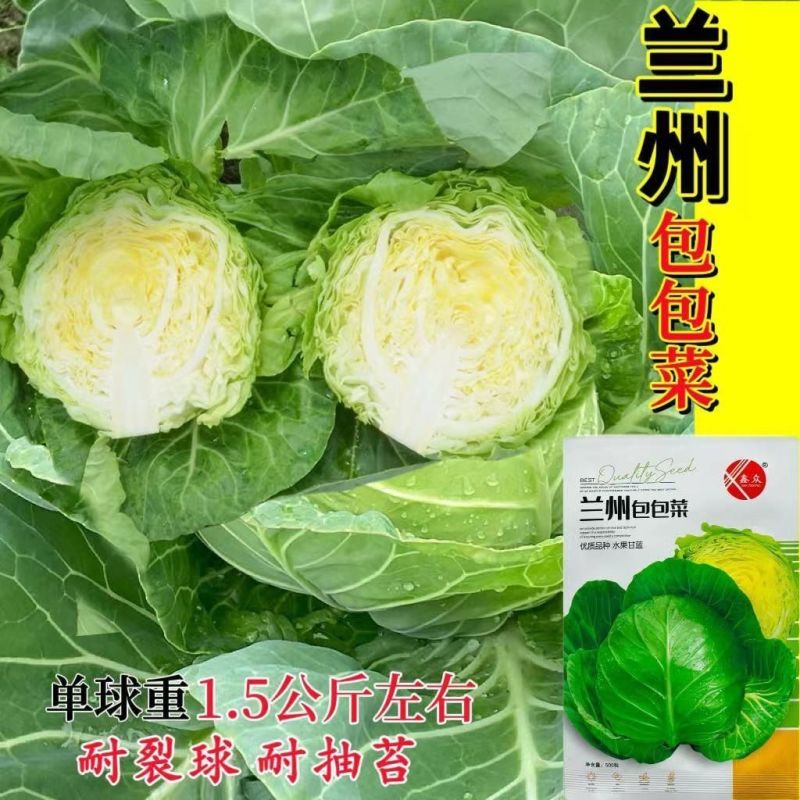 米兰绿甘蓝种子抗病抗旱春秋播种原装甘蓝种子