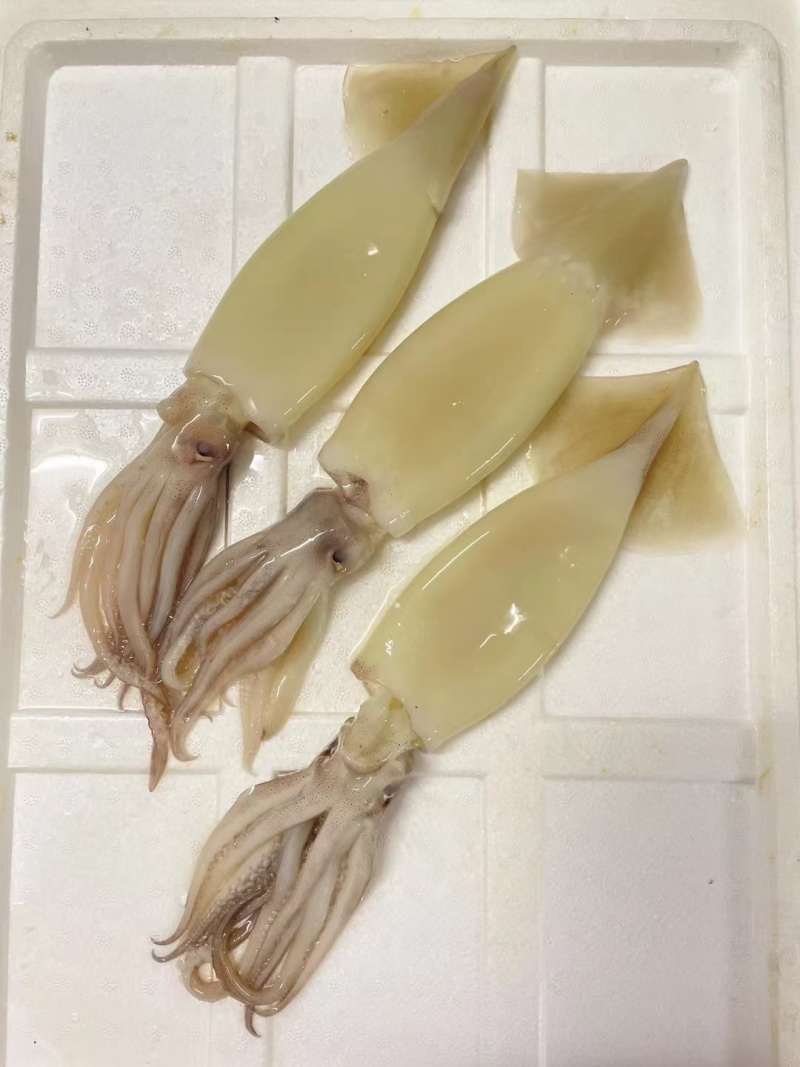 鱿鱼