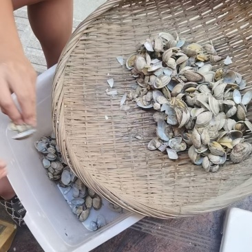 新鲜破壳大花蛤一斤20-22个含沙量高不适合直接食用