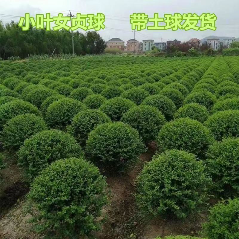 小叶女贞球四季常青庭院别墅绿化80-2米冠幅全国发货