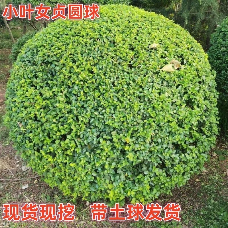 小叶女贞球四季常青庭院别墅绿化80-2米冠幅全国发货