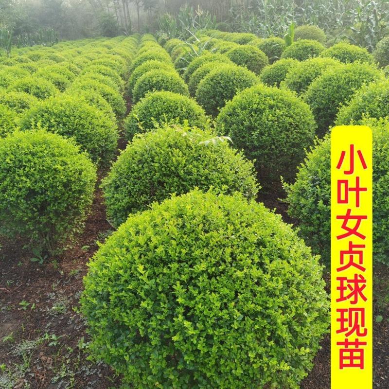 小叶女贞球四季常青庭院别墅绿化80-2米冠幅全国发货