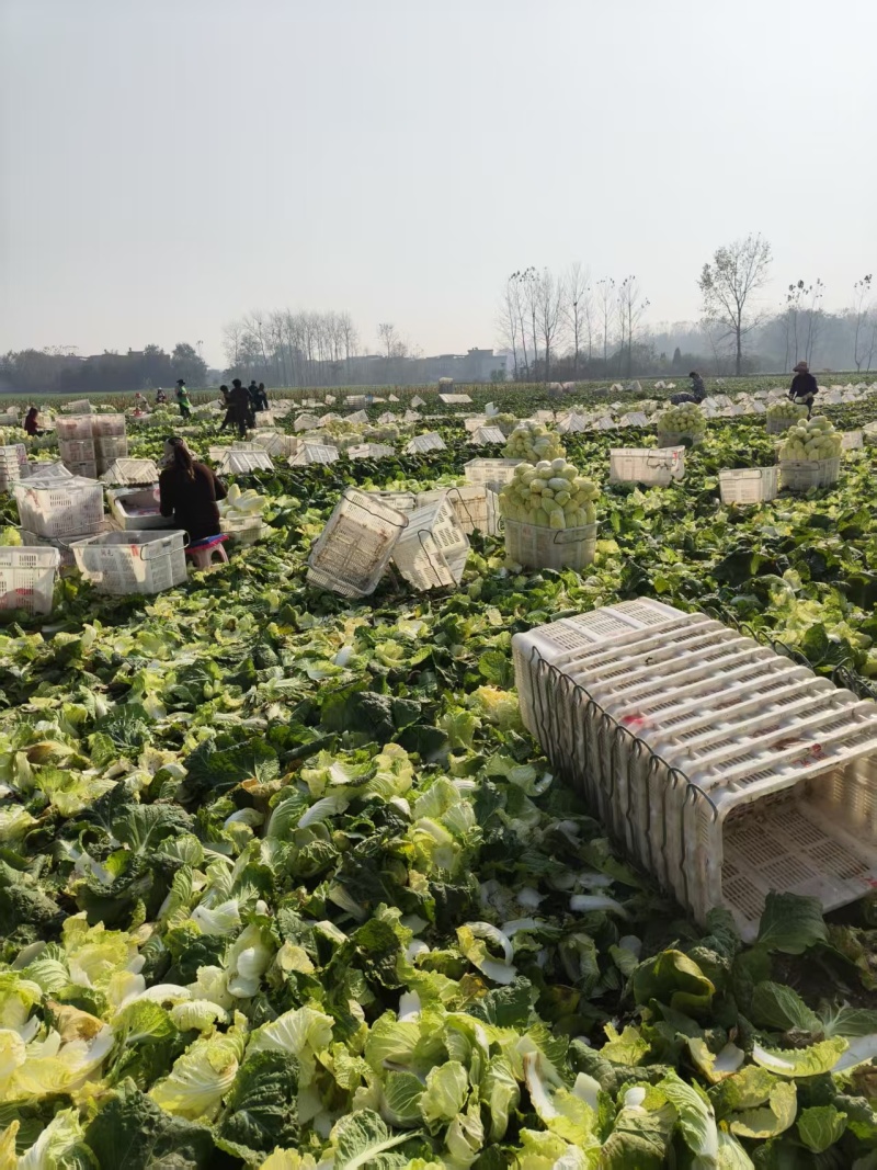 《热卖》湖北精品大小娃娃菜大量上市中基地直发对接商超团