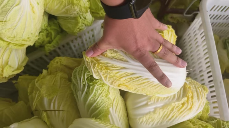《热卖》湖北精品大小娃娃菜大量上市中基地直发对接商超团