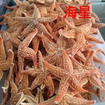 中药材海星海星王干海星新货无硫保质保量煲汤泡酒