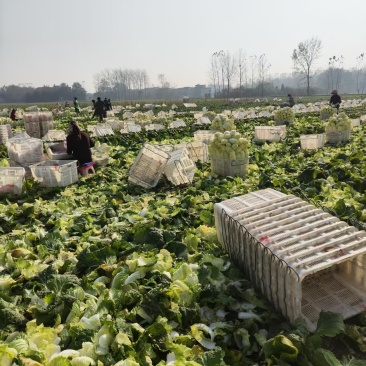 《精选》湖北精品大小娃娃菜大量现货上市中对接全国量大