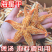 中药材海星海星王干海星新货无硫保质保量煲汤泡酒