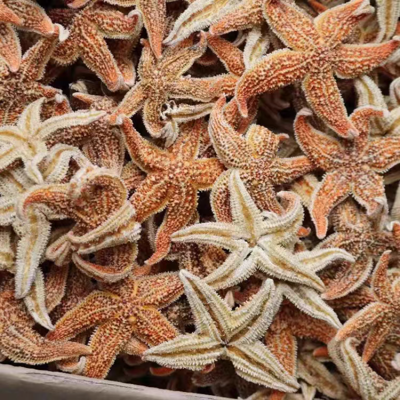 中药材海星海星王干海星新货无硫保质保量煲汤泡酒