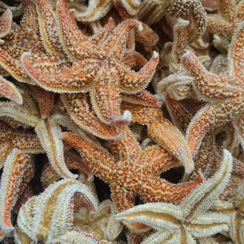 中药材海星海星王干海星新货无硫保质保量煲汤泡酒