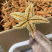 海星大海星干海星煲汤泡酒诚信经营大货供应合作共
