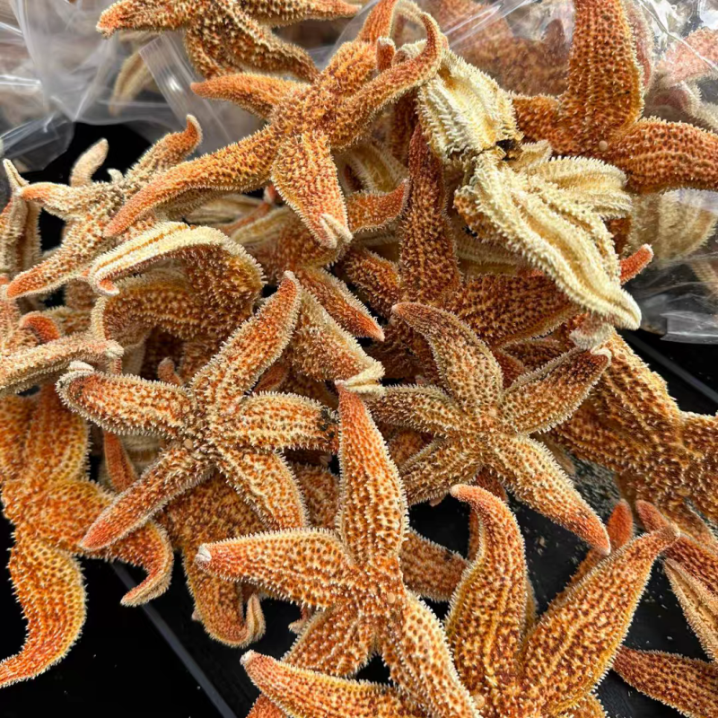 海星大海星干海星煲汤泡酒诚信经营大货供应合作共