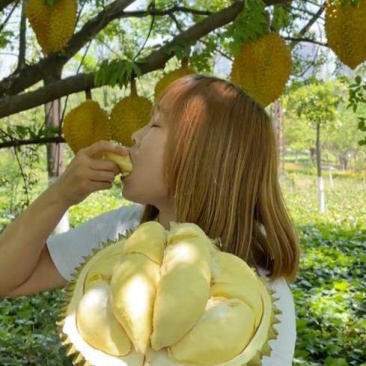 金枕榴莲一手批发价格，A果保5房，坏果包赔