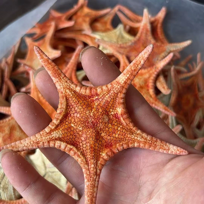 新货干海星北海星无硫滋补煲汤泡酒保质保量大货供应