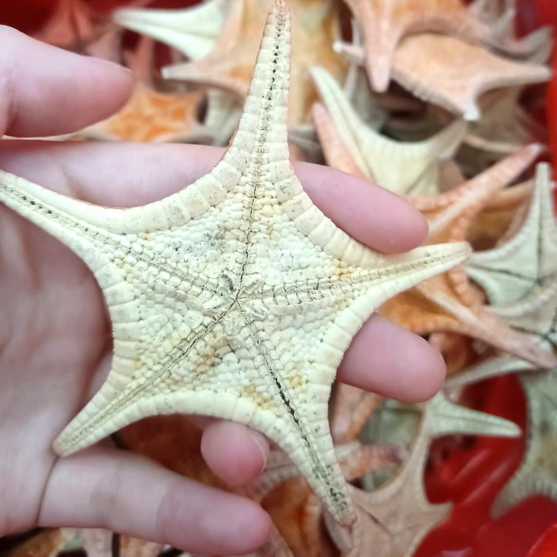 新货干海星北海星无硫滋补煲汤泡酒保质保量大货供应