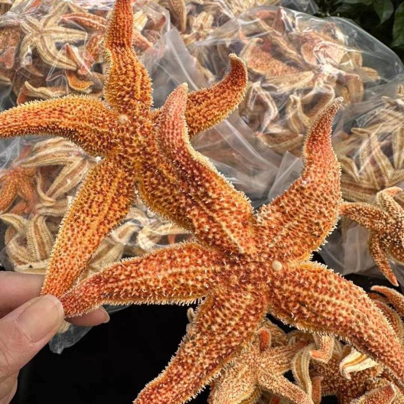 新货大海星海星干货海王星大个大货供应诚信经营