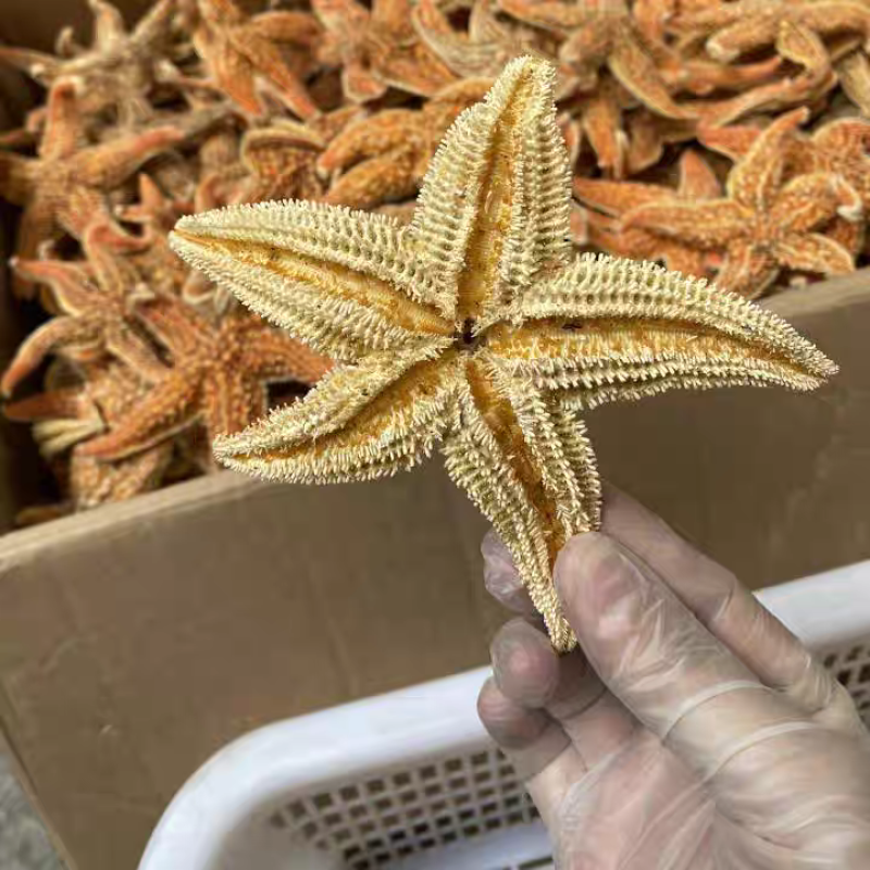 新货大海星海星干货海王星大个大货供应诚信经营